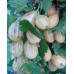 Крыжовник Куршу Дзинтарс (Kuršu Dzintars) Крыжовник Куршу Дзинтарс (Kuršu Dzintars)