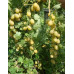 Крыжовник Куршу Дзинтарс (Kuršu Dzintars) Крыжовник Куршу Дзинтарс (Kuršu Dzintars)