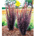 Барбарис Тунберга Хелмонд Пиллар (Berberis thunb. Helmond Pillar) Барбарис Тунберга Хелмонд Пиллар (Berberis thunb. Helmond Pillar)
