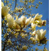 Магнолия гибридная Йеллоу Лантерн (Magnolia hybrida Yellow Lantern) Магнолия гибридная Йеллоу Лантерн (Magnolia hybrida Yellow Lantern)