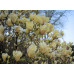 Магнолия гибридная Йеллоу Лантерн (Magnolia hybrida Yellow Lantern) Магнолия гибридная Йеллоу Лантерн (Magnolia hybrida Yellow Lantern)