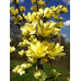 Магнолия гибридная Йеллоу Лантерн (Magnolia hybrida Yellow Lantern)