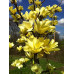 Магнолия гибридная Йеллоу Лантерн (Magnolia hybrida Yellow Lantern) Магнолия гибридная Йеллоу Лантерн (Magnolia hybrida Yellow Lantern)
