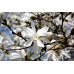 Магнолия Лебнера Меррилл (Magnolia loebneri Merrill) 