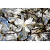 Магнолия Лебнера Меррилл (Magnolia loebneri Merrill) Магнолия Лебнера Меррилл (Magnolia loebneri Merrill)