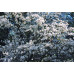 Магнолия Лебнера Меррилл (Magnolia loebneri Merrill) Магнолия Лебнера Меррилл (Magnolia loebneri Merrill)