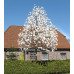 Магнолия Лебнера Меррилл (Magnolia loebneri Merrill) Магнолия Лебнера Меррилл (Magnolia loebneri Merrill)