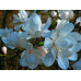 Магнолия Лебнера Меррилл (Magnolia loebneri Merrill) Магнолия Лебнера Меррилл (Magnolia loebneri Merrill)