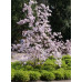 Магнолия Лебнера Леонард Мессел (Magnolia loebneri Leonard Messel) Магнолия Лебнера Леонард Мессел (Magnolia loebneri Leonard Messel)