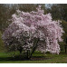 Магнолия Лебнера Леонард Мессел (Magnolia loebneri Leonard Messel) Магнолия Лебнера Леонард Мессел (Magnolia loebneri Leonard Messel)