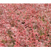 Барбарис Тунберга Фламинго (Berberis thunb. Flamingo) Барбарис Тунберга Фламинго (Berberis thunb. Flamingo)