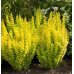 Барбарис Тунберга Торч д'Ор (Berberis thunb. Torch d'Or/Golden Torch) Барбарис Тунберга Торч д'Ор (Berberis thunb. Torch d'Or/Golden Torch)