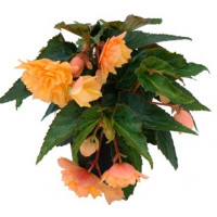 Бегония Belleconia Mango Бегония Belleconia Mango