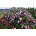 Буддлея Давида Пинк Каскад (Pink Cascade) Буддлея Давида Пинк Каскад (Pink Cascade)