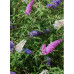 Буддлея Давида Триколор (Tricolor white/purple/red) Буддлея Давида Триколор (Tricolor white/purple/red)