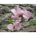 Бугенвиллия Bois de Roses Бугенвиллия Bois de Roses