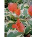 Бугенвиллия Variegated Arancione Бугенвиллия Variegated Arancione