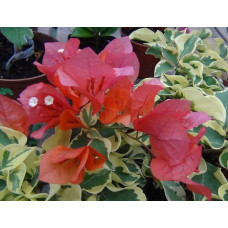 Бугенвиллия Variegated Arancione Бугенвиллия Variegated Arancione