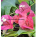 Бугенвиллия Chouzhou Red Бугенвиллия Chouzhou Red