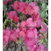 Бугенвиллия Lila variegata Бугенвиллия Lila variegata