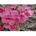 Бугенвиллия Lila variegata Бугенвиллия Lila variegata