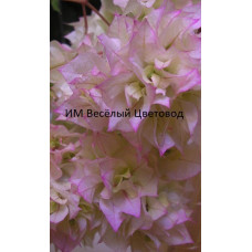 Бугенвиллия Limberlost beauty Бугенвиллия Limberlost beauty