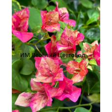 Бугенвиллия Red September variegated Бугенвиллия Red September variegated