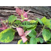 Бугенвиллия Red September variegated Бугенвиллия Red September variegated