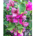 Бугенвиллия Red September variegated Бугенвиллия Red September variegated