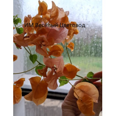 Бугенвиллия Snow Orange Бугенвиллия Snow Orange