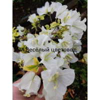 Бугенвиллия White Ice Бугенвиллия White Ice