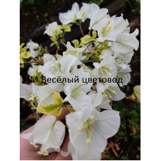 Бугенвиллия White Ice Бугенвиллия White Ice