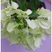 Бугенвиллия Vera White Бугенвиллия Vera White