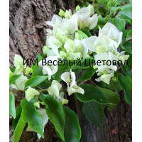 Бугенвиллия Vera White Бугенвиллия Vera White