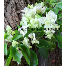 Бугенвиллия Vera White Бугенвиллия Vera White