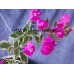 Бугенвиллия Vera Variegata Бугенвиллия Vera Variegata
