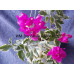 Бугенвиллия Vera Variegata Бугенвиллия Vera Variegata
