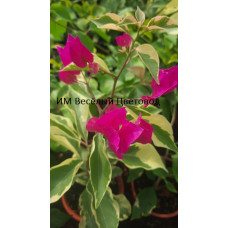Бугенвиллия Vera Variegata Бугенвиллия Vera Variegata