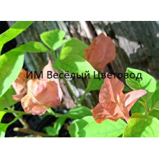 Бугенвиллия Australian Pink Бугенвиллия Australian Pink