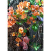 Бугенвиллия Butterfly Orange Yellow Бугенвиллия Butterfly Orange Yellow