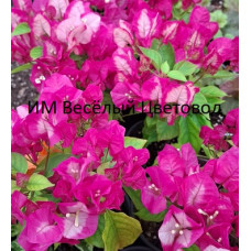 Бугенвиллия Vera Bicolor (Bicolor) Бугенвиллия Vera Bicolor (Bicolor)
