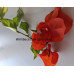 Бугенвиллия San Diego Red Variegata Бугенвиллия San Diego Red Variegata