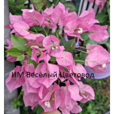 Бугенвиллия Vera Pink Бугенвиллия Vera Pink