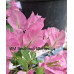 Бугенвиллия Vera Pink Бугенвиллия Vera Pink