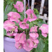 Бугенвиллия Vera Pink Бугенвиллия Vera Pink