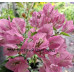 Бугенвиллия Vera Pink Бугенвиллия Vera Pink