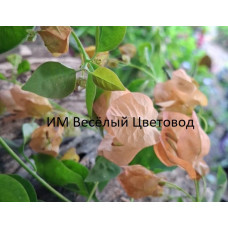 Бугенвиллия Aruna Бугенвиллия Aruna