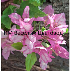 Бугенвиллия Bidadari Бугенвиллия Bidadari
