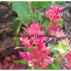 Бугенвиллия Mahara Marble Red (Double Red variegated) Бугенвиллия Mahara Marble Red (Double Red variegated)