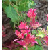 Бугенвиллия Mahara Marble Red (Double Red variegated) Бугенвиллия Mahara Marble Red (Double Red variegated)